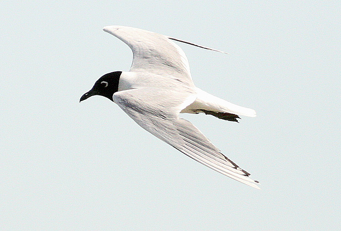 Saunders's Gull