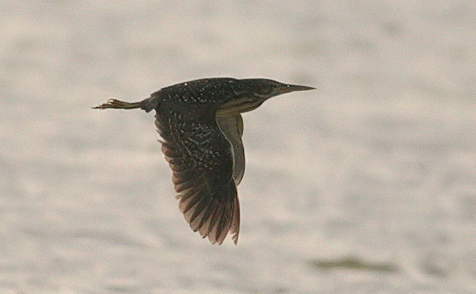 Shrenck's Bittern