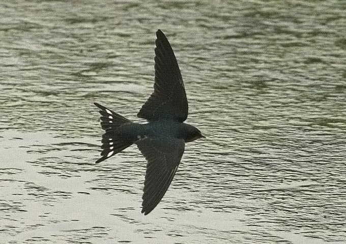 Barn Swallow