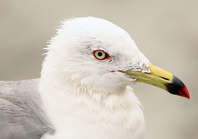 Black-tailed Gull
