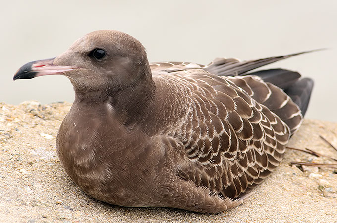 Black-tailed Gull