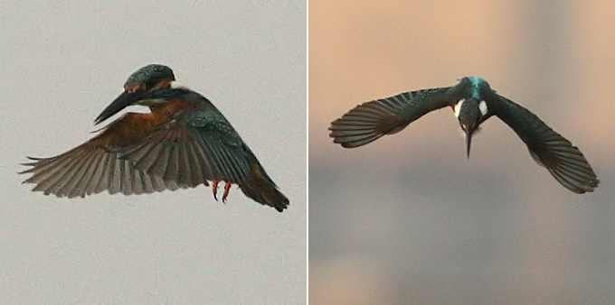 Common Kingfisher