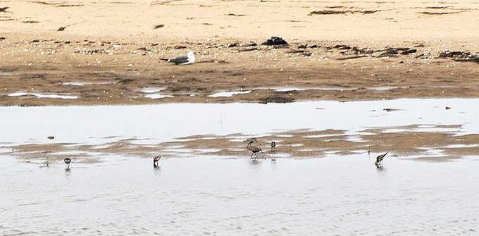 Dunlin