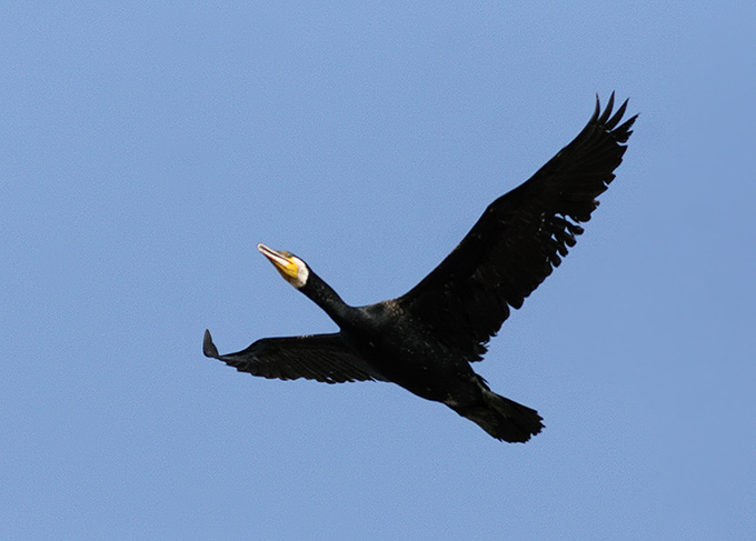 Great Cormorant