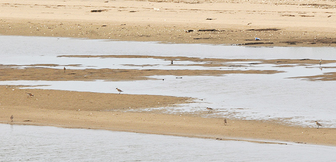 Mongolian Sand Plover