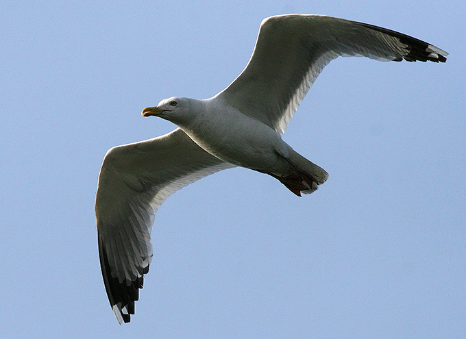 Mongolian Gull