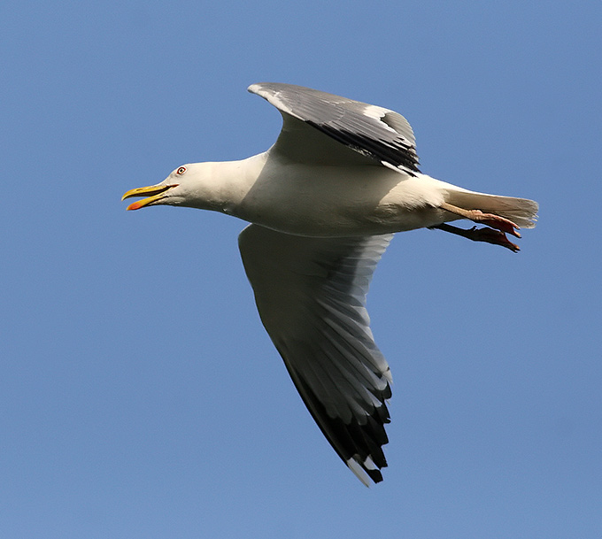 Mongolian Gull