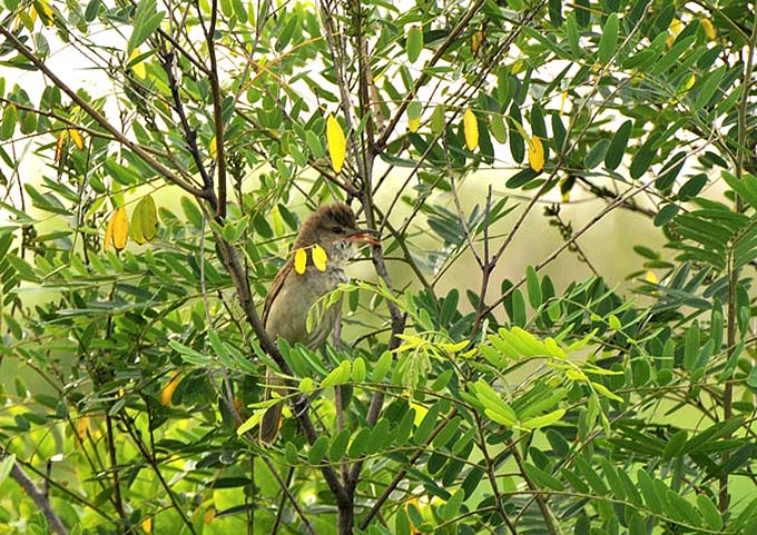 Oriental Reed Warbler