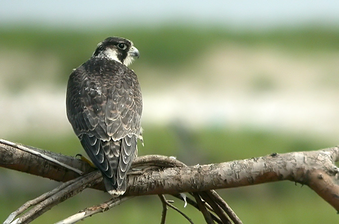 Peregrine Falcon