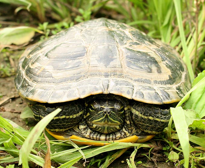 Red-eared Slider