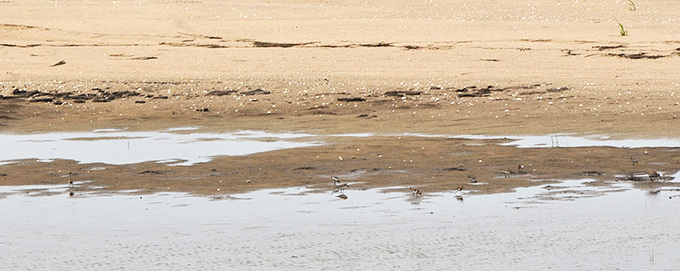 Red-necked Stint