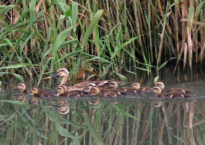 Spot-billed Duck