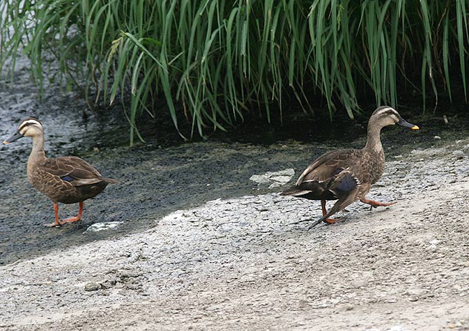 Spot-billed Duck