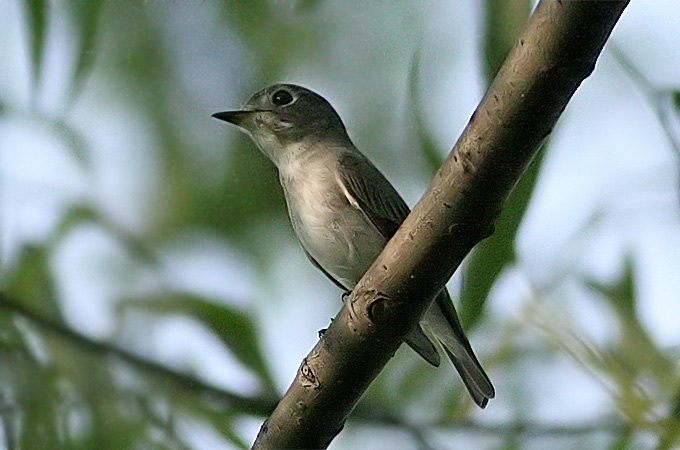 Asian Brown Flycatcher
