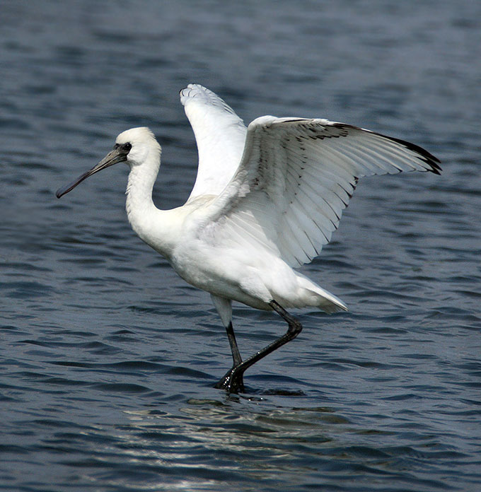 Black-faced Spoonbill