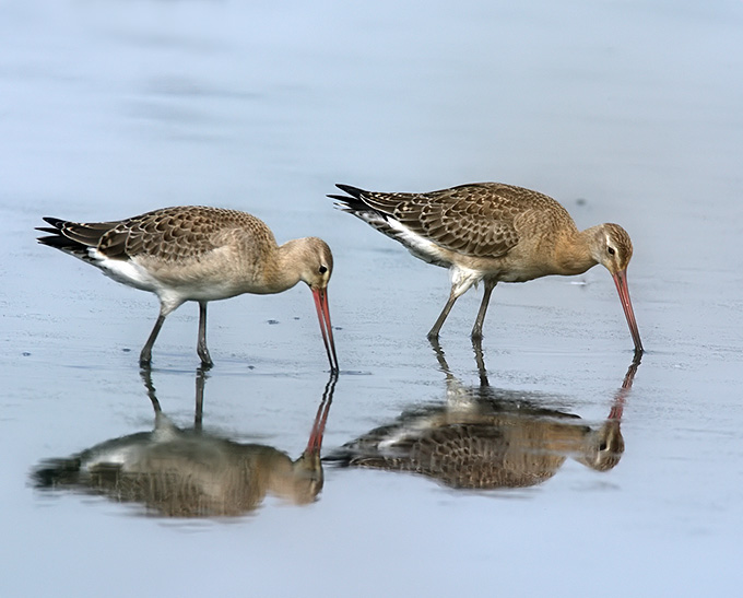 Black-tailed Godwit