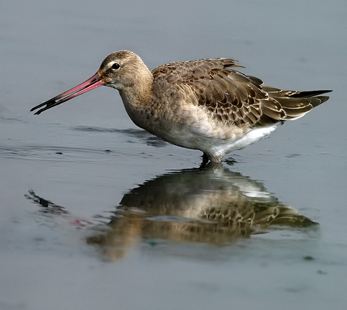 Black-tailed Godwit