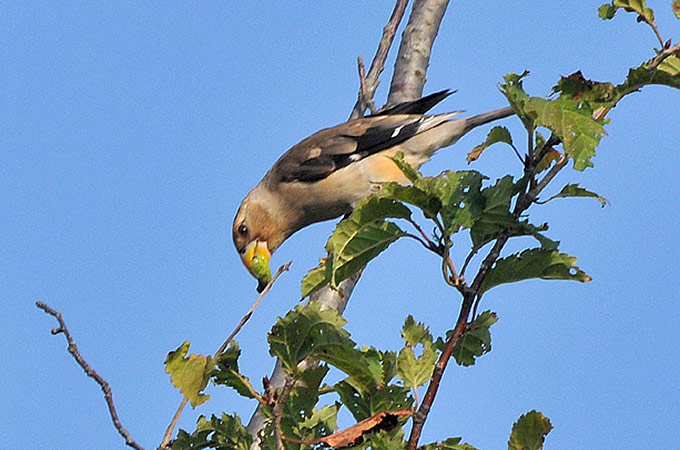 Chinese Grosbeak