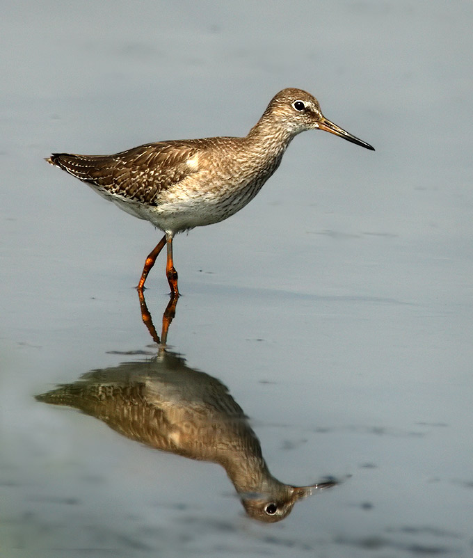 Common Redshank