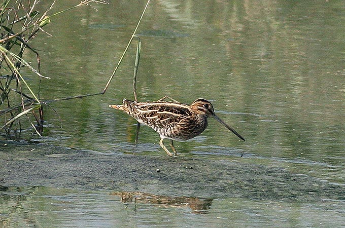 Common Snipe