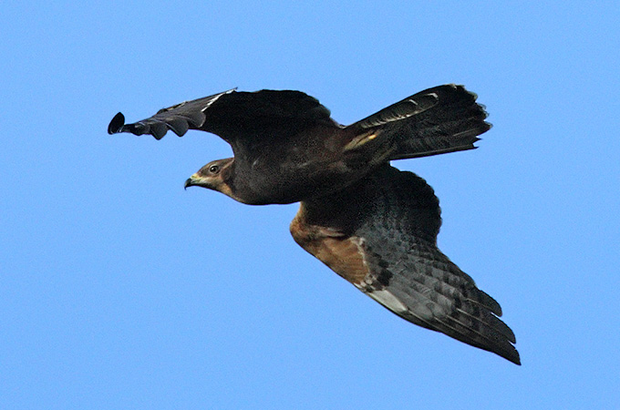 Crested Honey Buzzard