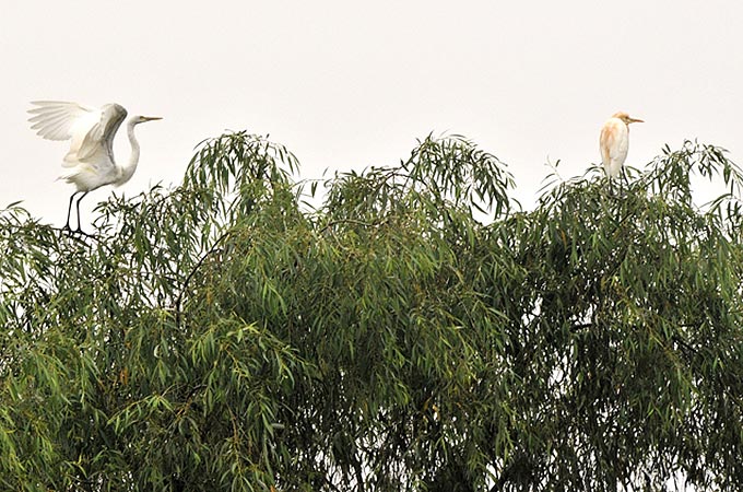 Great Egret and Cattle Egret