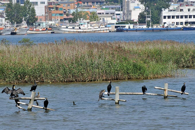 Great Cormorant