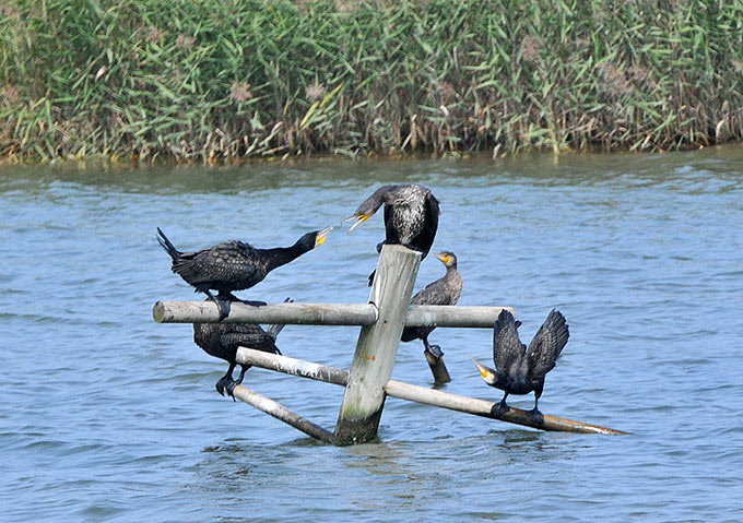 Great Cormorant