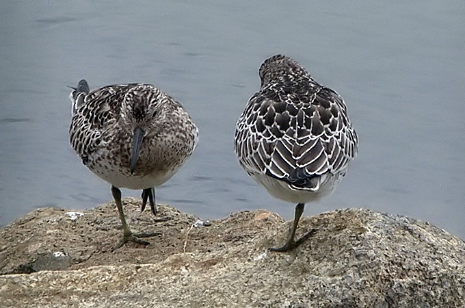Great Knot