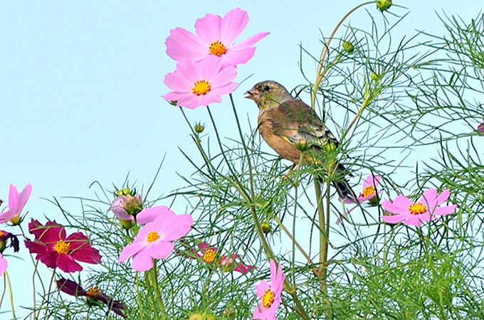 Grey-capped Greenfinch
