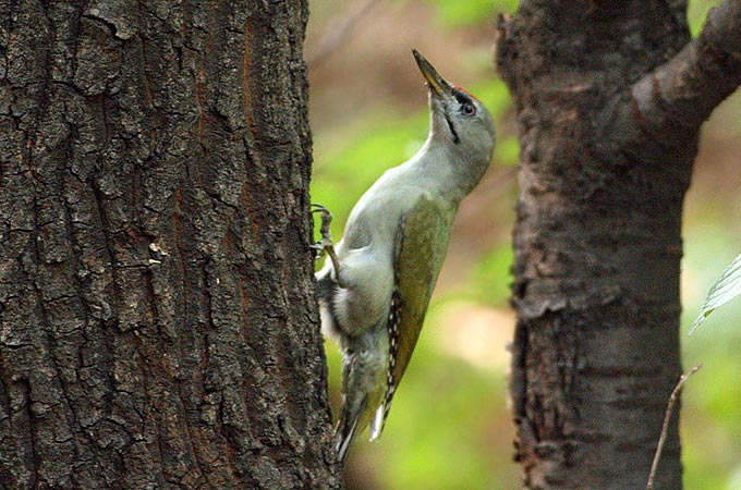 Grey-headed Woodpecker