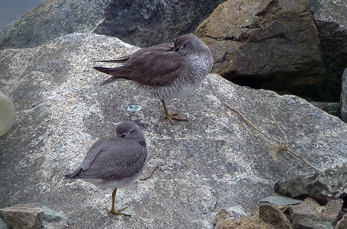 Grey-tailed Tattler