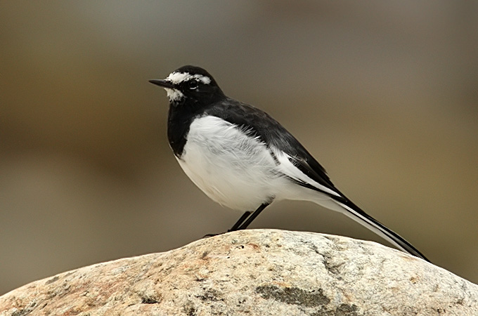Japanese Wagtail