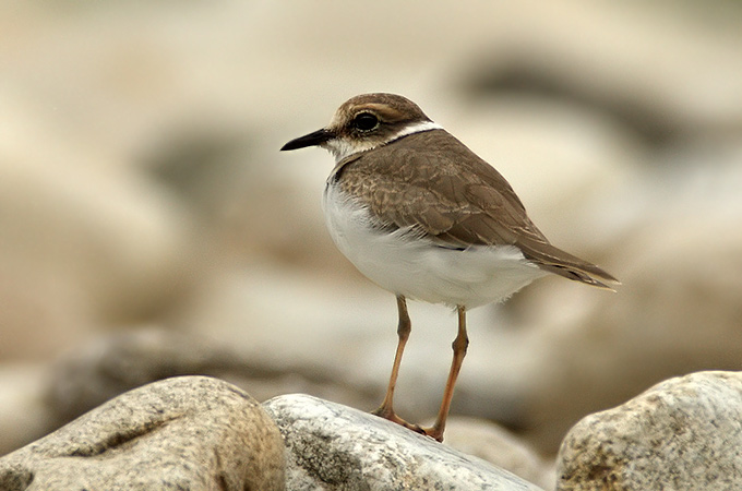 Long-billed Plover
