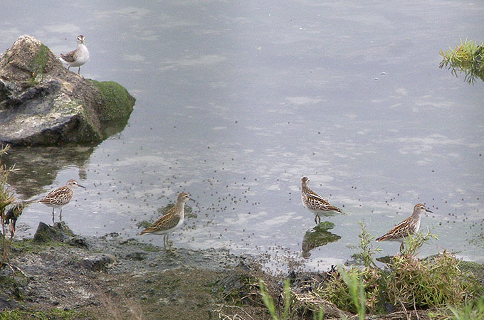 Long-toed Stint