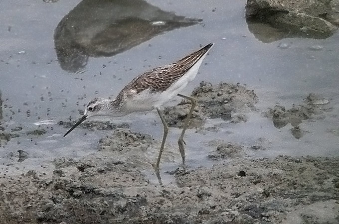 Marsh Sandpiper
