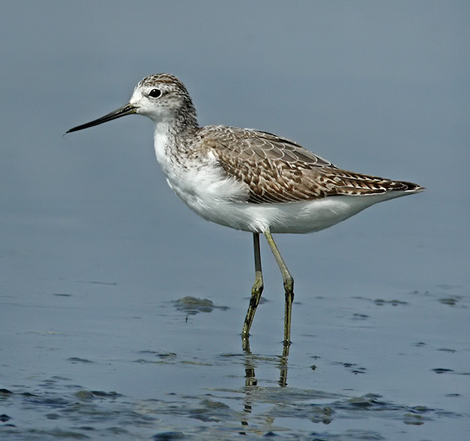 Marsh Sandpiper