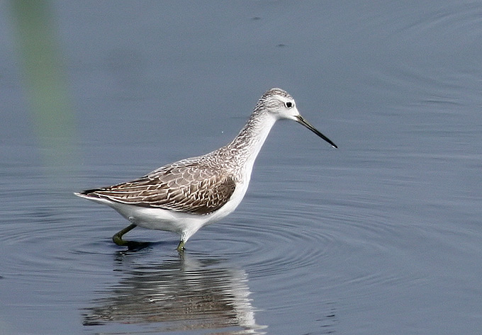 Marsh Sandpiper