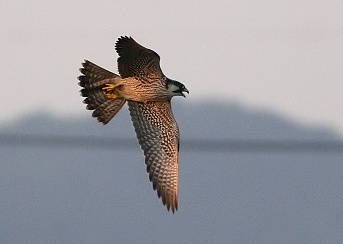 Peregrine Falcon