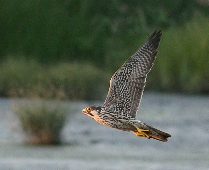peregrine falcon in flight. Peregrine Falcon Falco