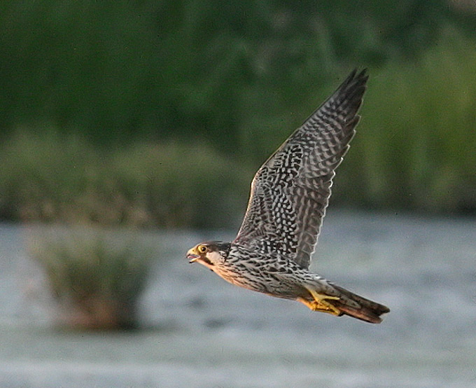Peregrine Falcon