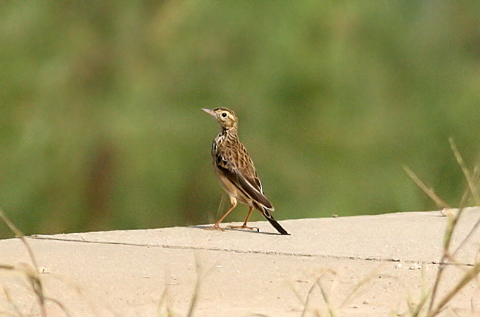 Richard's Pipit