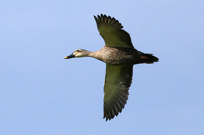 Eastern Spot-billed Duck