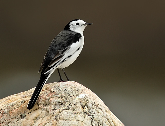 White Wagtail