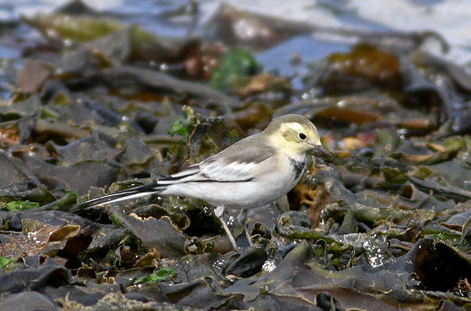 White Wagtail