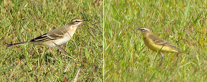 Eastern Yellow Wagtail