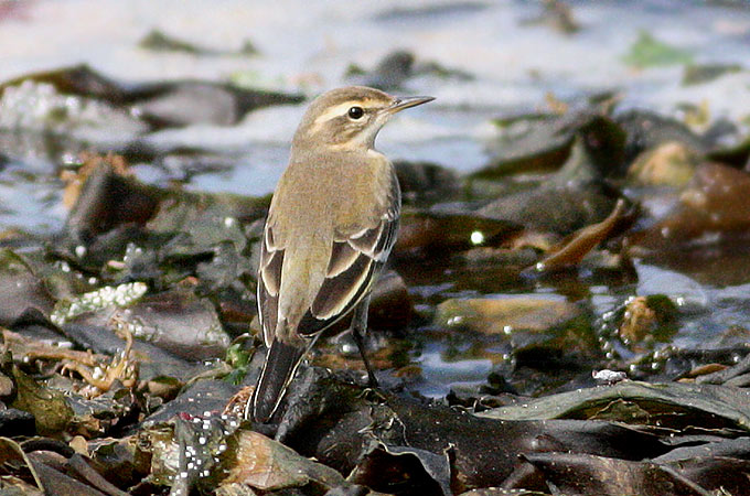 Eastern Yellow Wagtail