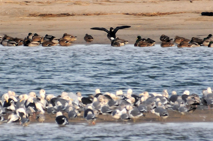 Black Brant