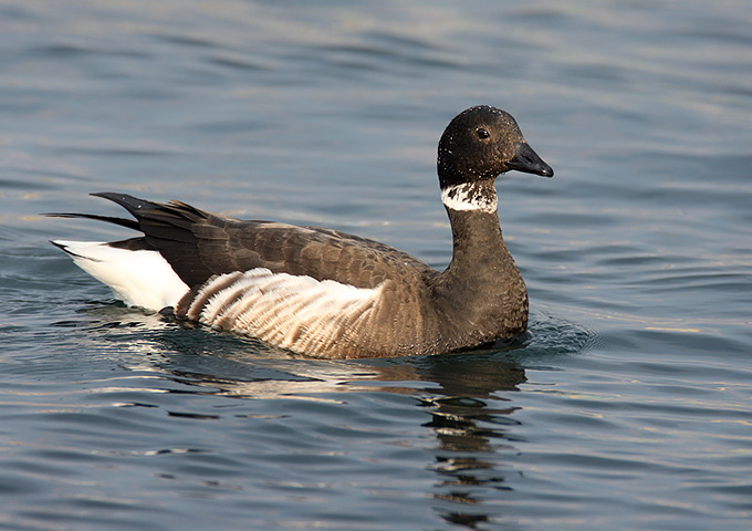 Black Brant