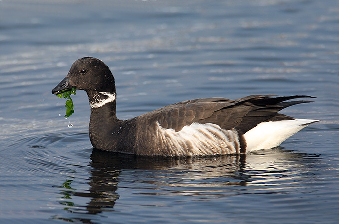 Black Brant